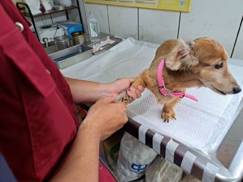 守護毛孩健康從日常開始！淡水動物之家響應「世界保健日」為犬貓進行全面寄生蟲檢查